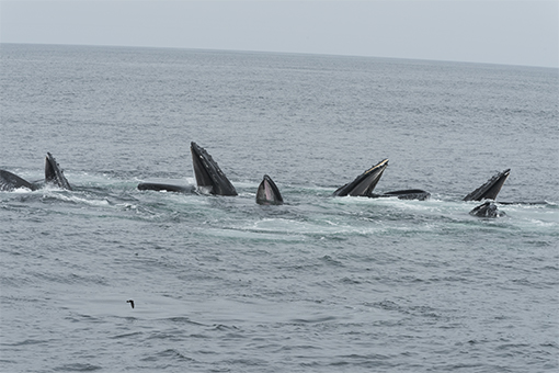 Humpback cooperative feeding