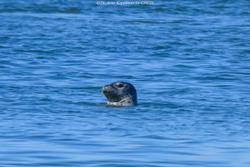 CRESLI Seal walk at Cupsogue Beach