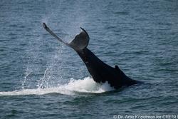 CRESLI-Viking Fleet Local  Montauk Whale Watch (Viking Star)