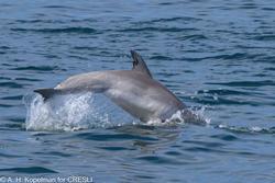 CRESLI-Viking Fleet Local  Montauk Whale Watch (Viking Starship)
