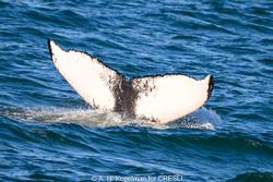CRESLI-Viking Fleet Local  Montauk Whale Watch (Viking Starship)