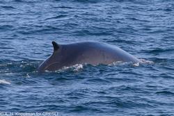 CRESLI-Viking Fleet Local  Montauk Whale Watch (Viking Star)