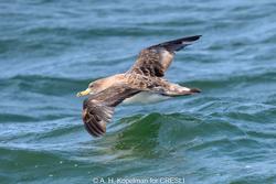 CRESLI-Viking Fleet Local  Montauk Whale Watch (Viking Starship)