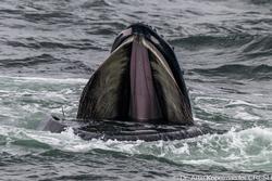 CRESLI-Viking Fleet Local  Montauk Whale Watch (Viking Star)