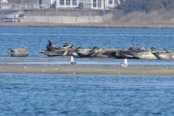 CRESLI Seal walk at Cupsogue Beach
