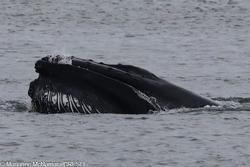 CRESLI-Viking Fleet Local  Montauk Whale Watch (Viking Starship)