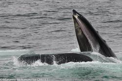 CRESLI-Viking Fleet Local  Montauk Whale Watch (Viking Starship)