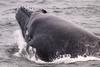CRESLI Humpback calf Adoption Package