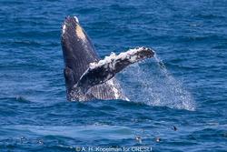 CRESLI-Viking Fleet Local  Montauk Whale Watch (Viking Starship)