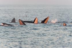 2025 Great South Channel 36 hr whale watch - 2nd