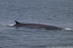 CRESLI-Viking Fleet Local Montauk Whale Watch (Viking Star)