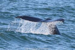 CRESLI-Viking Fleet Local  Montauk Whale Watch (Viking Starship)