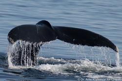 CRESLI-Viking Fleet Local Montauk Whale Watch (Viking Star)