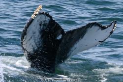 CRESLI-Viking Fleet Local  Montauk Whale Watch (Viking Starship)