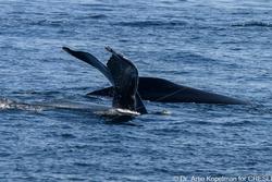 CRESLI-Viking Fleet Local Montauk Whale Watch (Viking Starship)