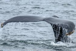 CRESLI-Viking Fleet Local  Montauk Whale Watch (Viking Star)
