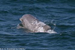 CRESLI-Viking Fleet Local  Montauk Whale Watch (Viking Star)