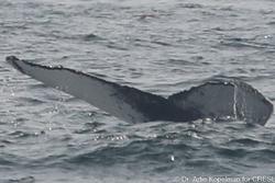 CRESLI-Viking Fleet Local Montauk Whale Watch (Viking Starship)