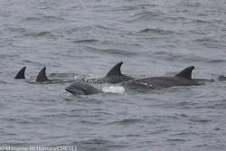 CRESLI-Viking Fleet Local  Montauk Whale Watch (Viking Starship)