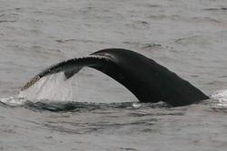 CRESLI-Viking Fleet Local  Montauk Whale Watch (Viking Starship)