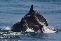 CRESLI-Viking Fleet Local  Montauk Whale Watch (Viking Starship)