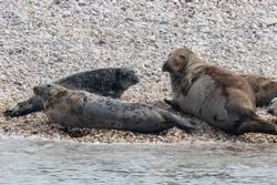 Gray seals at Little Gull Island