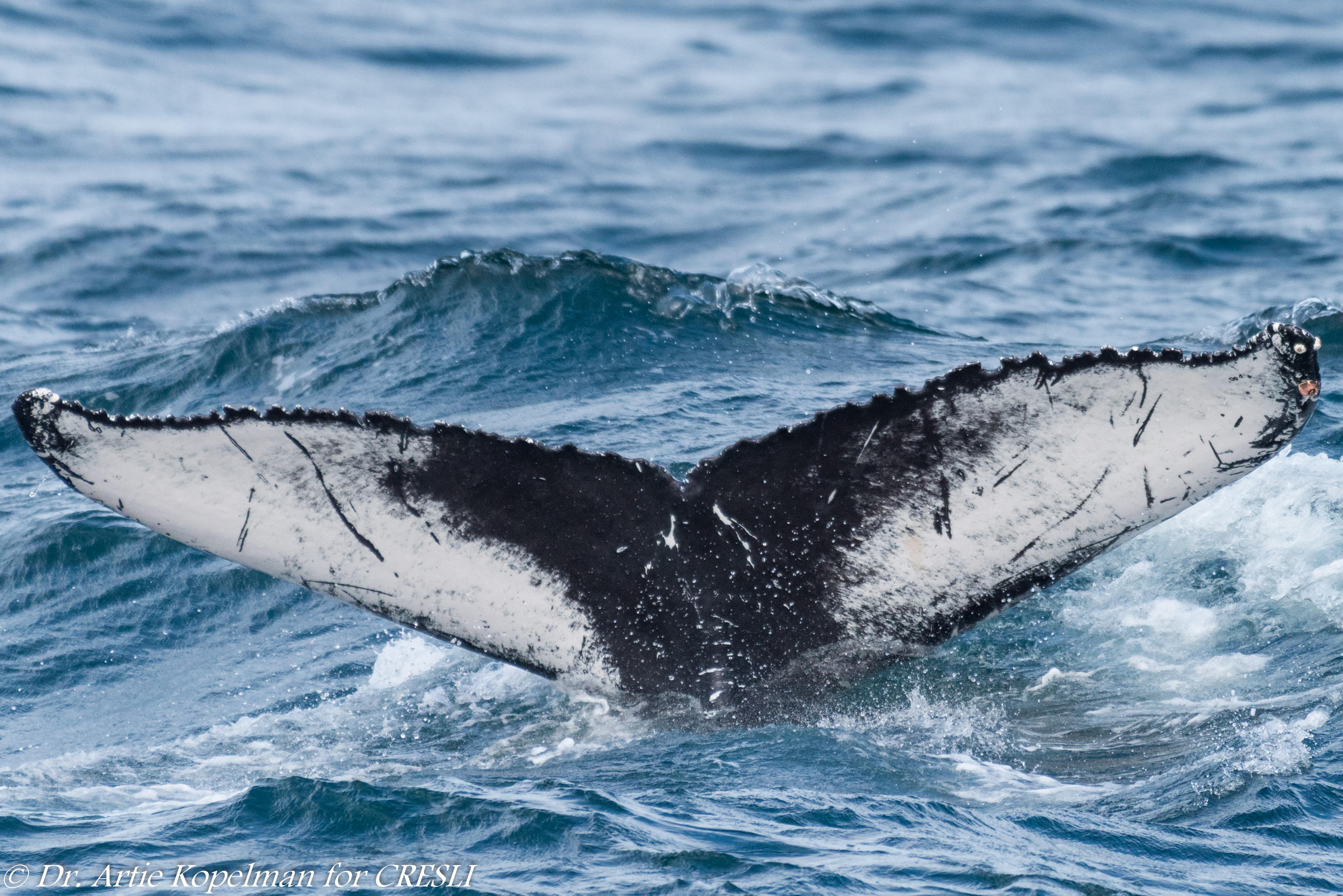 Watching Whales