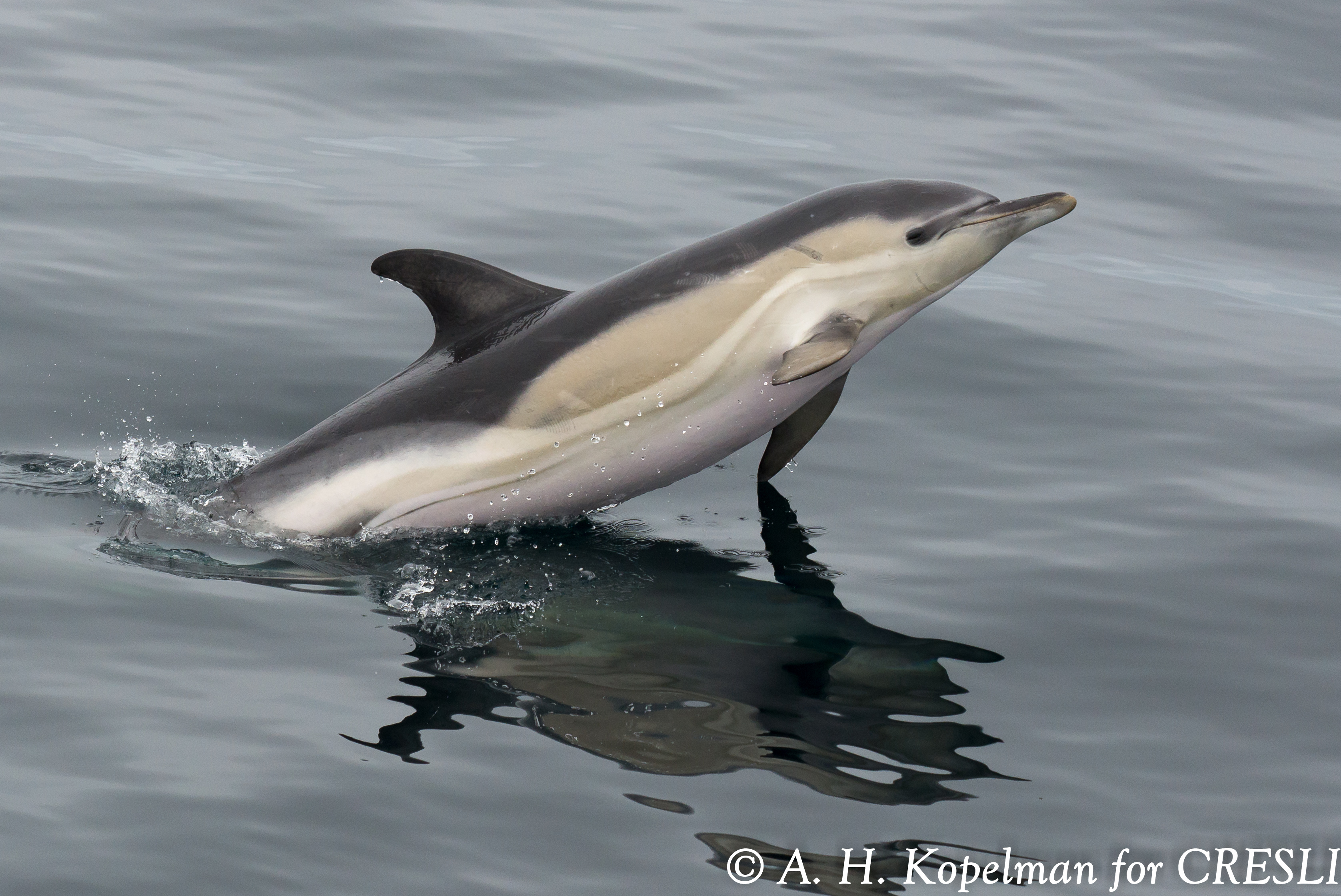 Short-beaked Common Dolphin