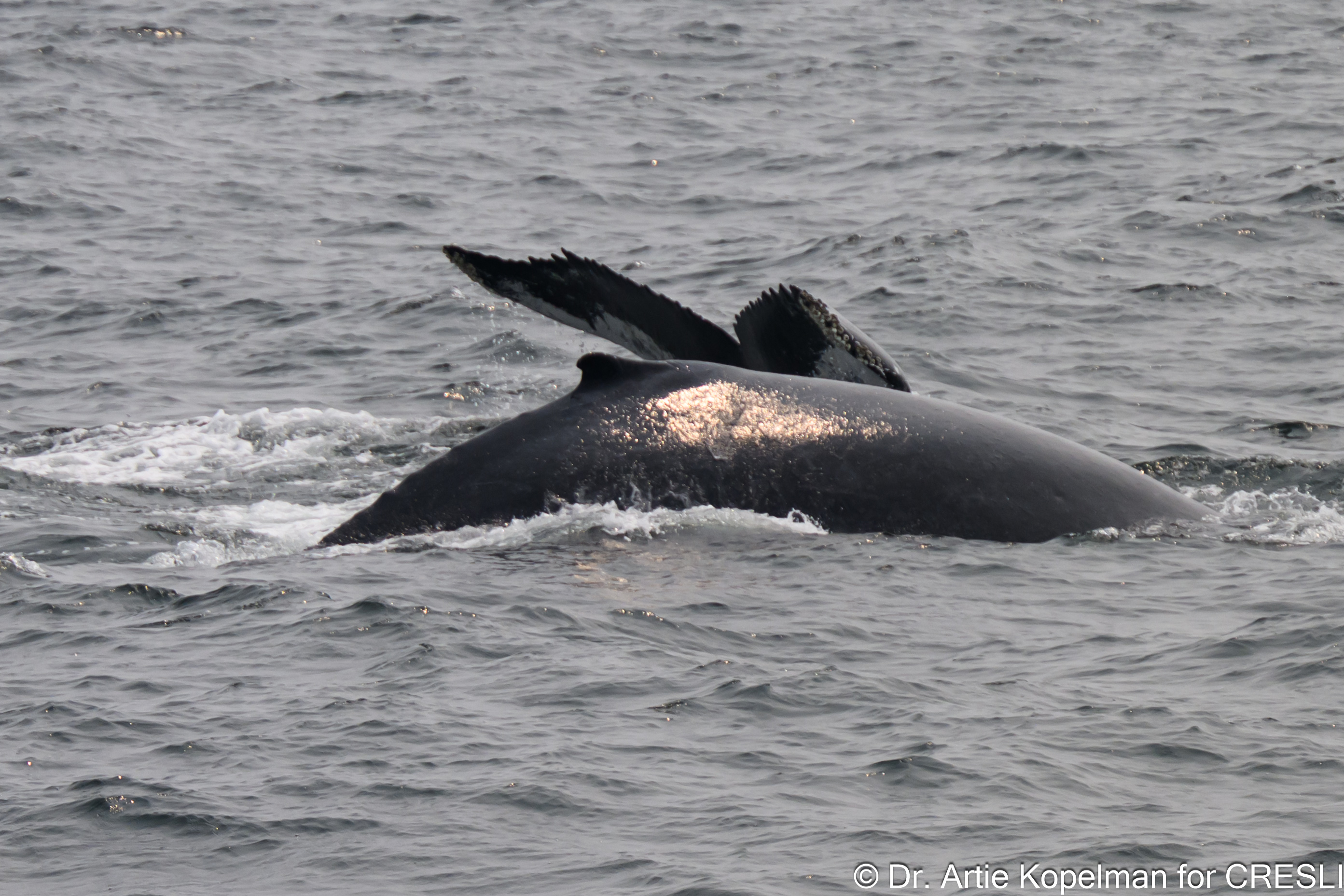 Humpback named Angus and her 2024 calf