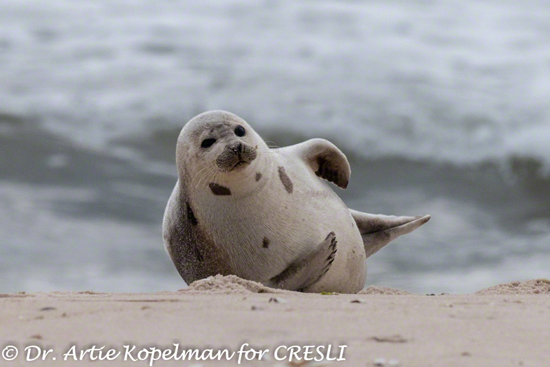 Arctic Seals